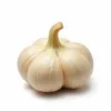 Knoblauch-Knolle