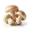 Pilze
